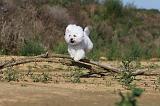 BICHON FRISE 270